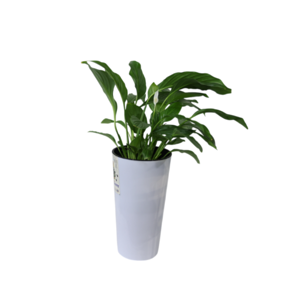 Изображение М,Цветы 8-март Straus 3+